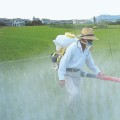 What are the advantages and disadvantages of chemical pesticides?