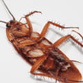 How long does pest control take to get rid of cockroaches?