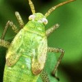 What is the biggest disadvantage of using biological pest control?