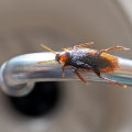 What are the types of pest control?