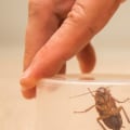 What does pest control actually do?
