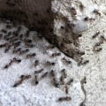 Is pest control really worth it?