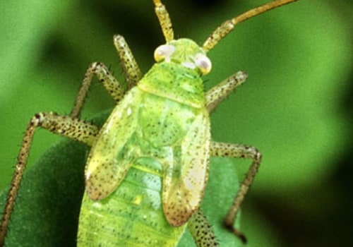 What are the three benefits of using insects for pest control?