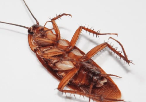 How long does pest control take to get rid of cockroaches?
