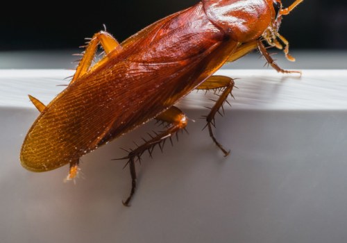 How often should cockroach pests be controlled?